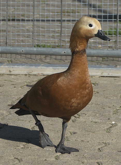 对比